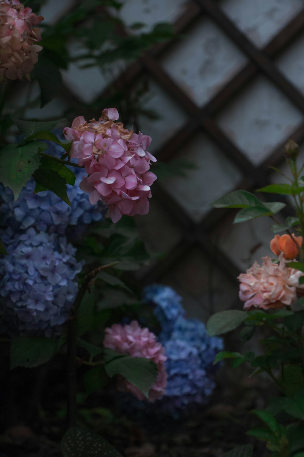 pink and purple flowers in tilt shift lens