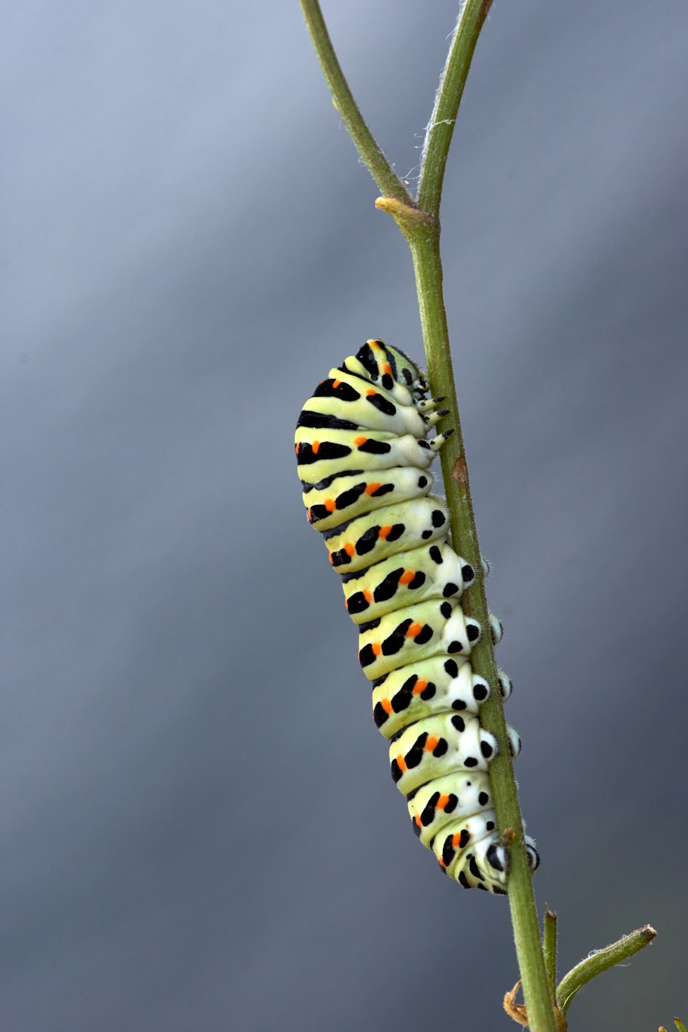 black and white caterpillar on green stem