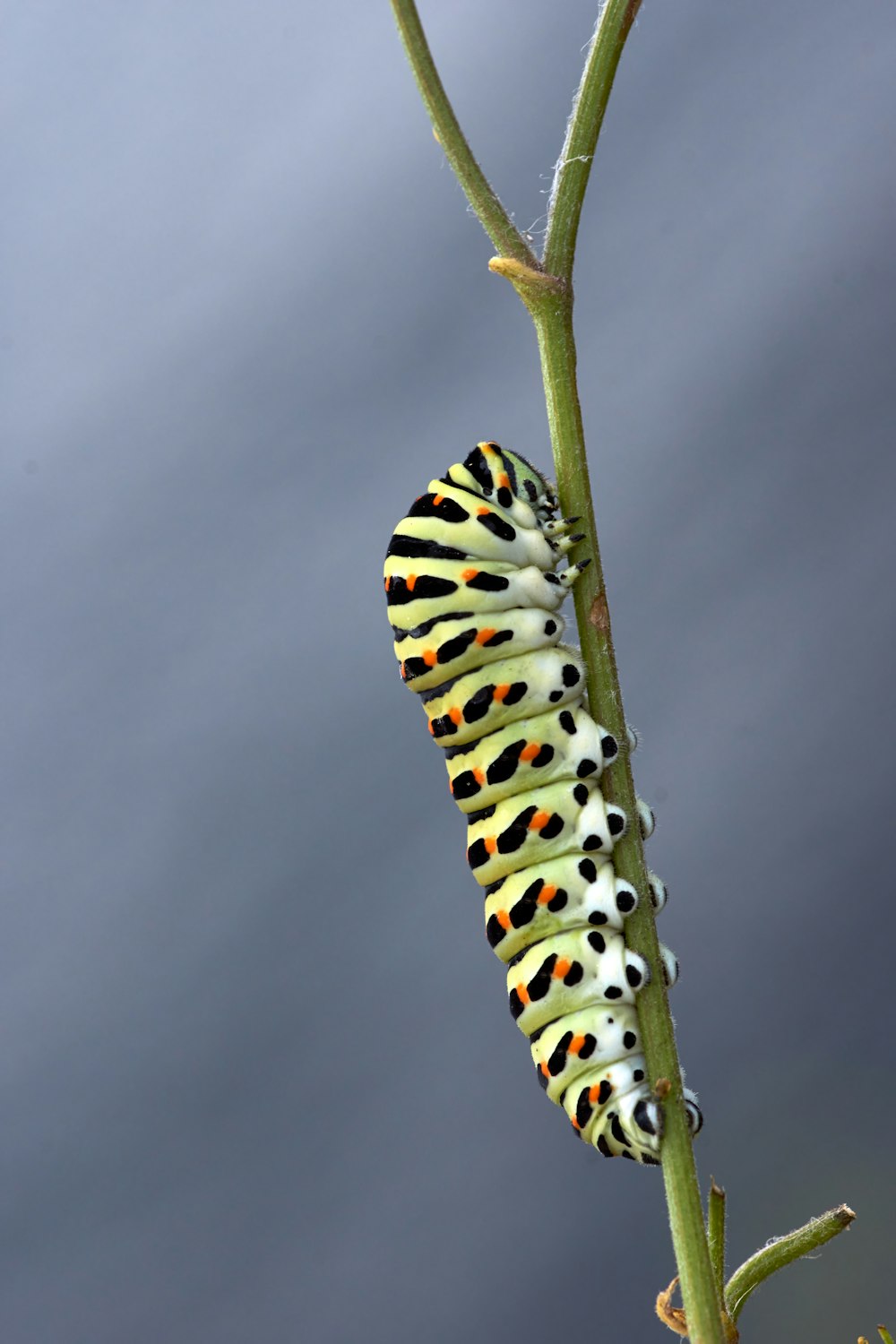 Chenille noire et blanche sur tige verte