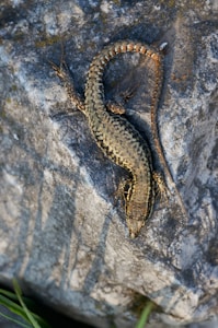 brown and black lizard on gray rock