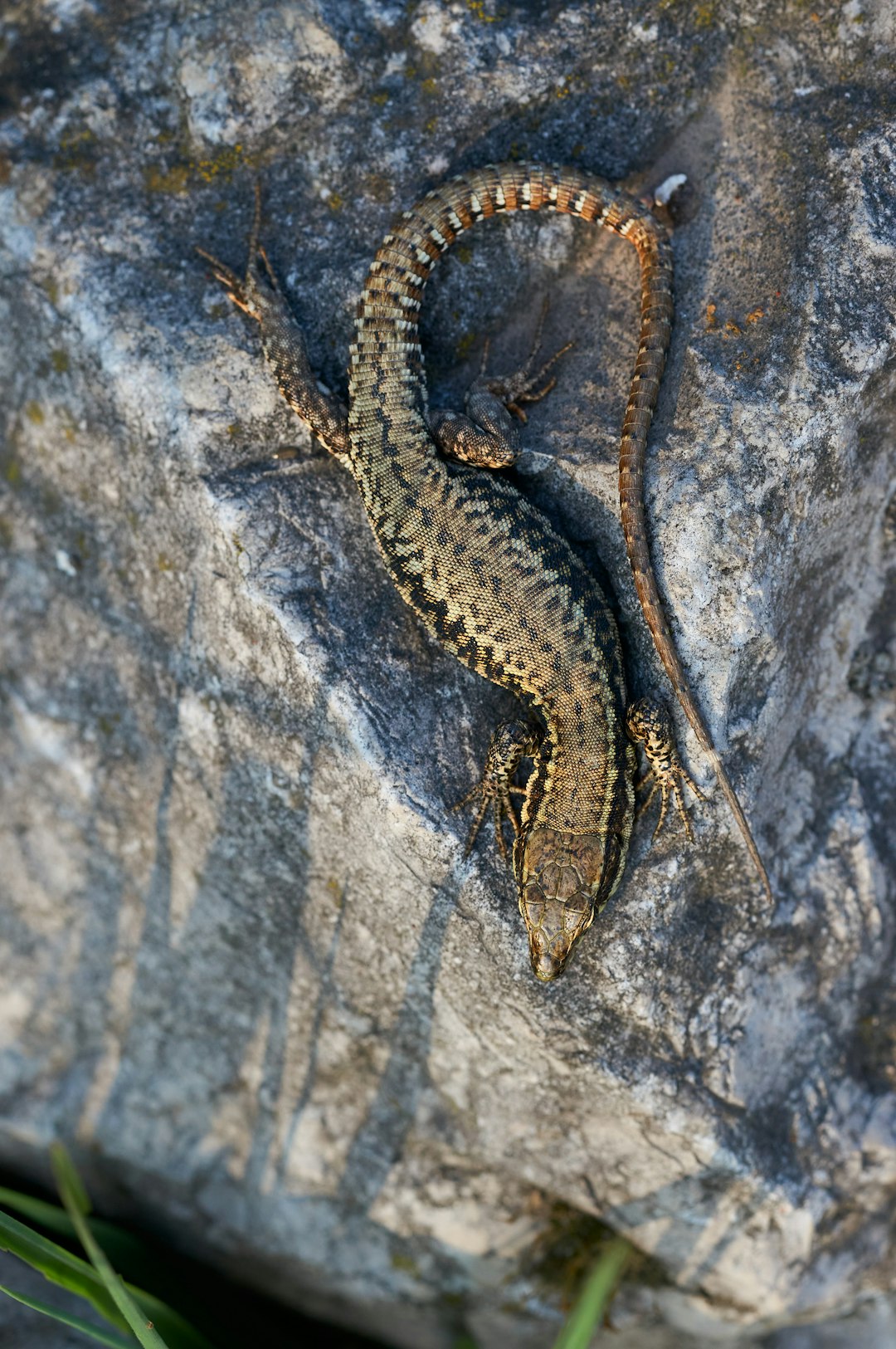 brown and black lizard on gray rock
