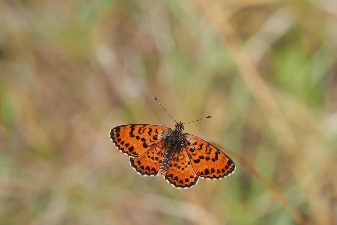 brown and black butterfly on brown stem in tilt shift lens