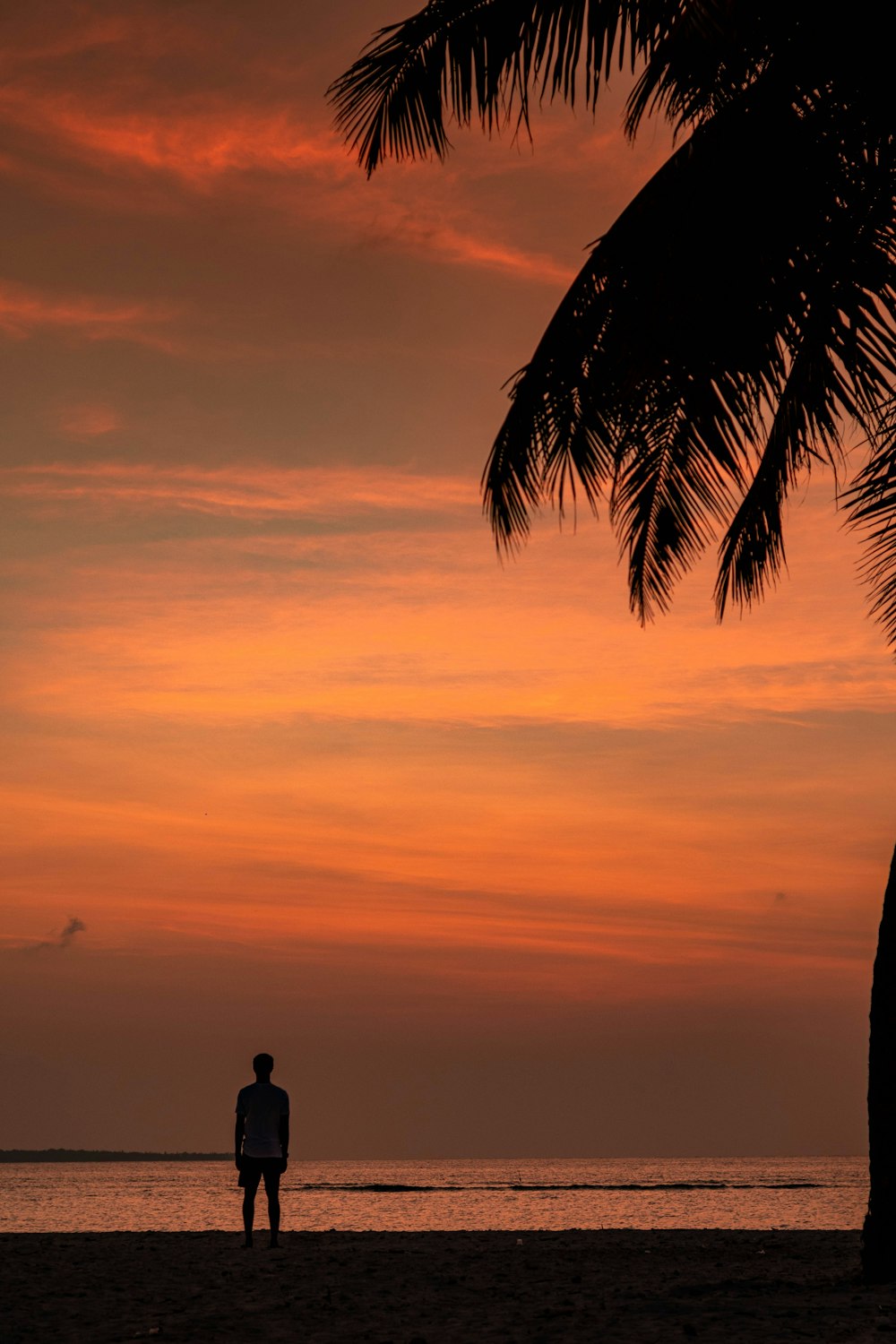 Silueta del hombre de pie cerca de la palmera durante la puesta del sol