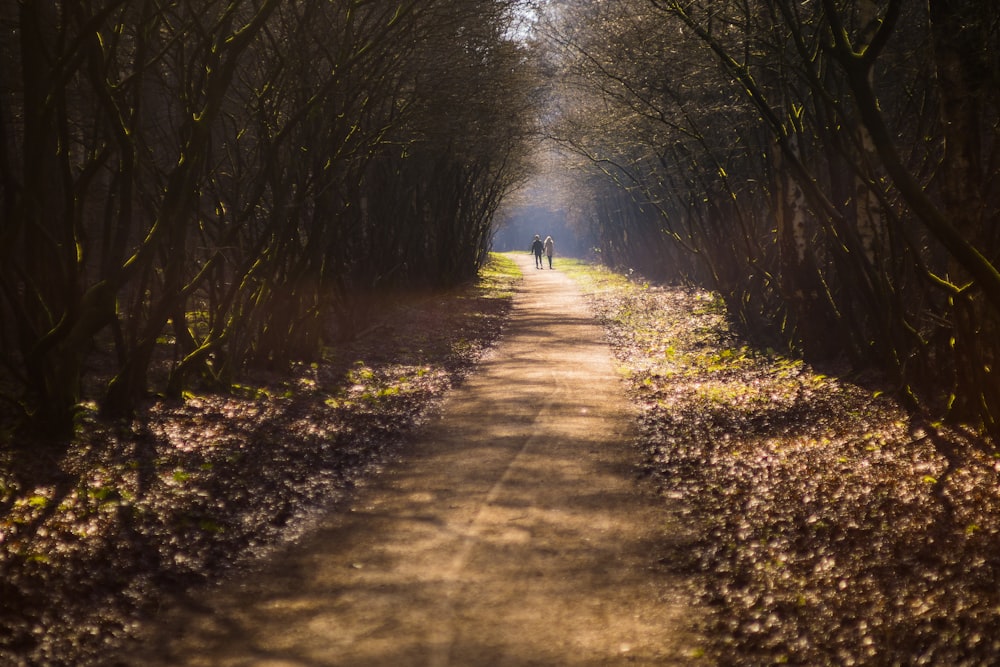 person walking on pathway between trees during daytime