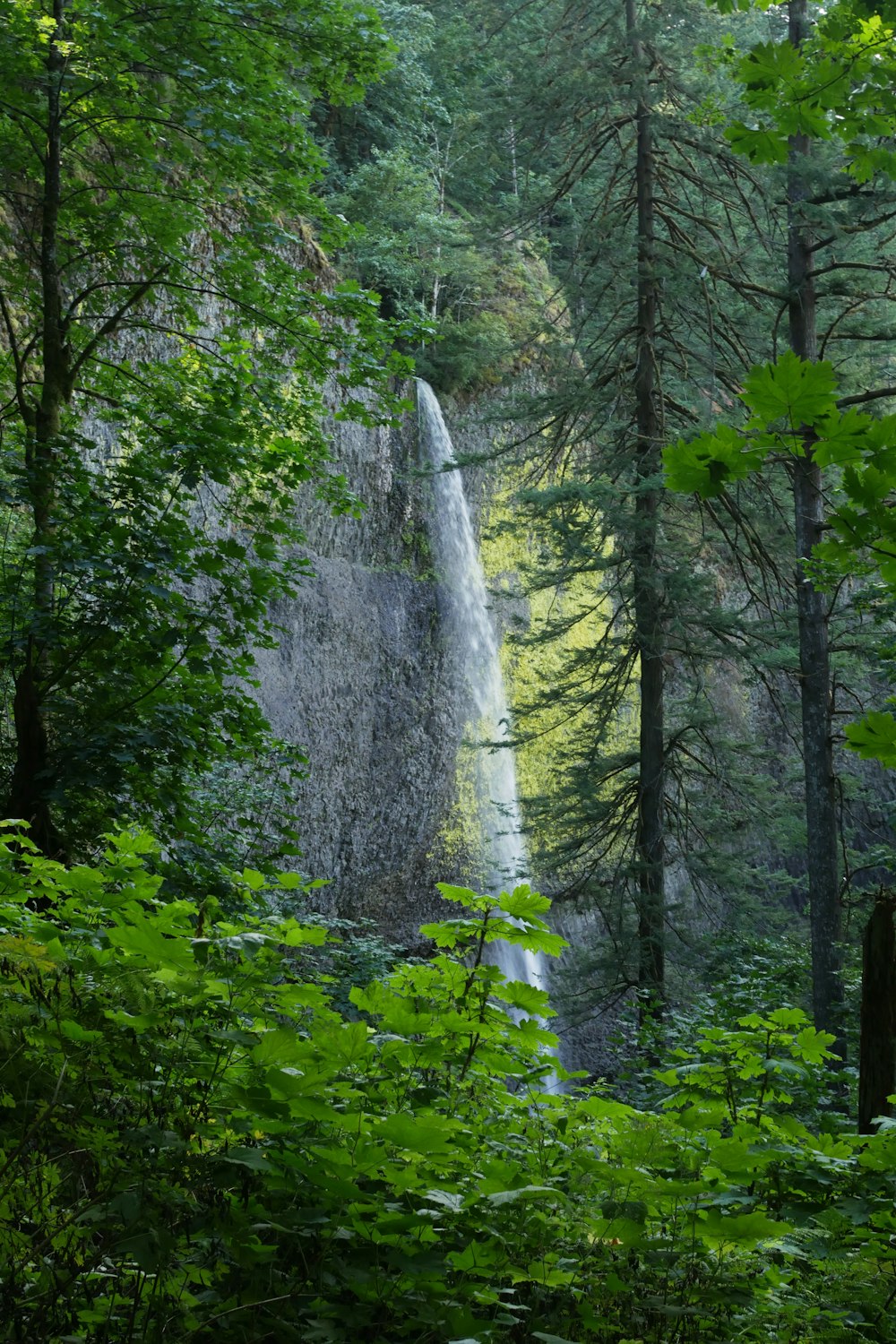 Árboles y plantas verdes durante el día