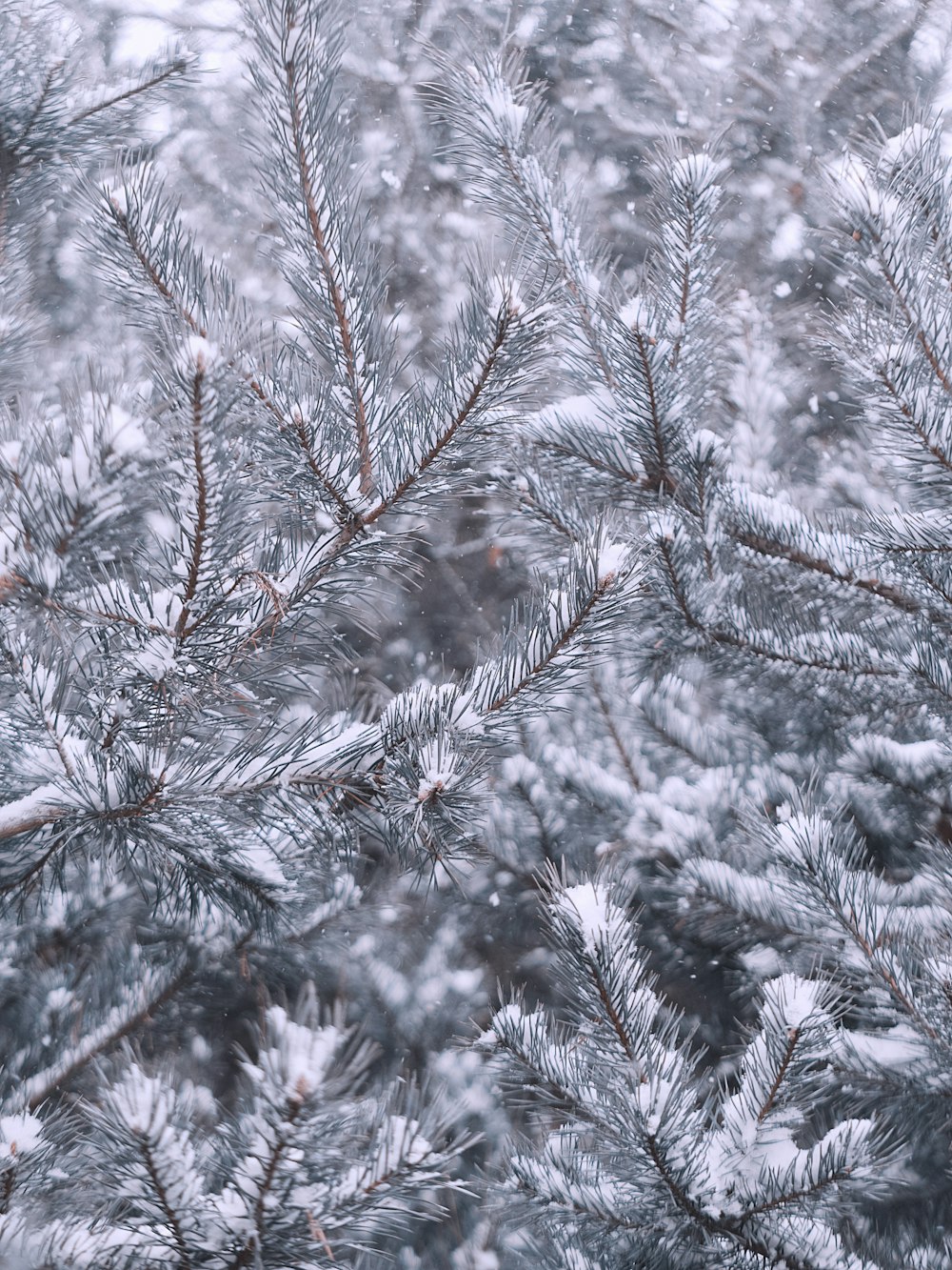 green pine tree covered with snow