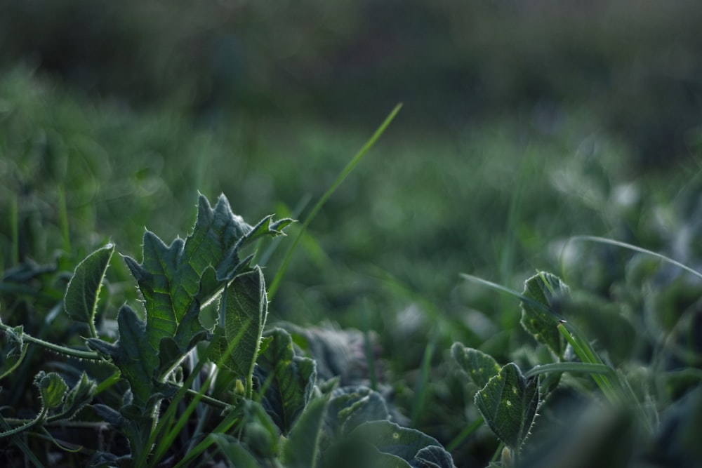 green plant on green grass field during daytime