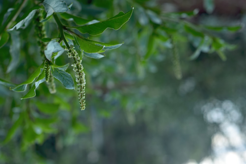 green leaves with water droplets