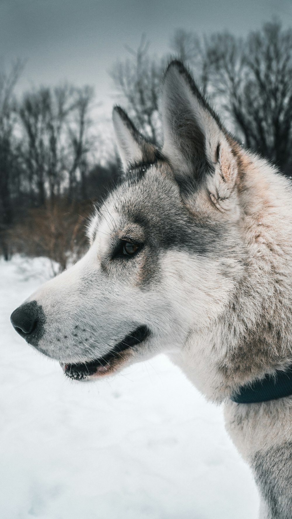 husky siberiano marrom e branco no solo coberto de neve durante o dia