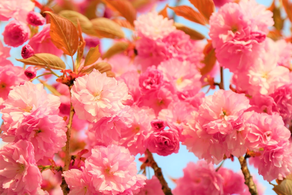 pink flowers in tilt shift lens