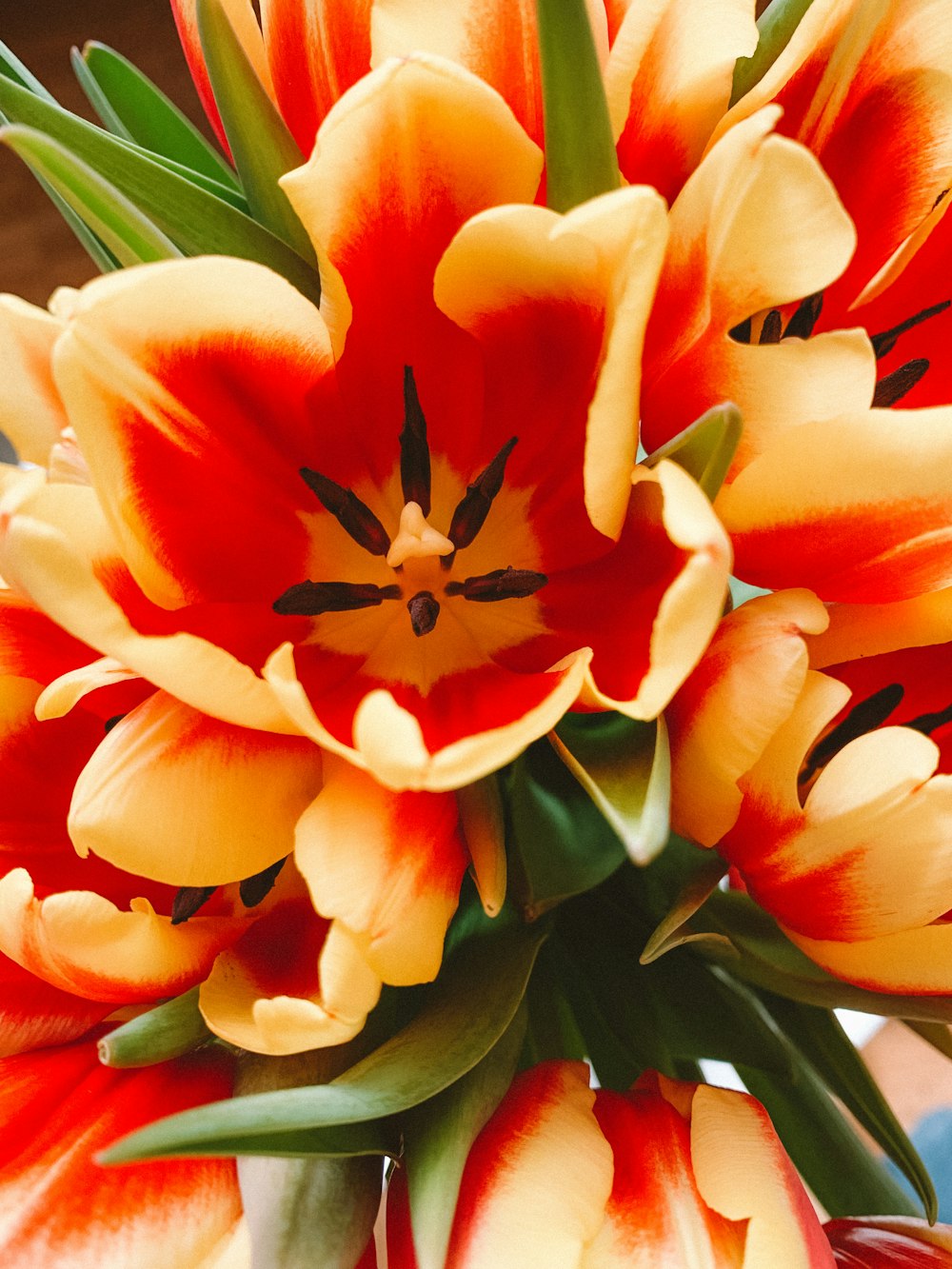 orange and yellow flower in close up photography