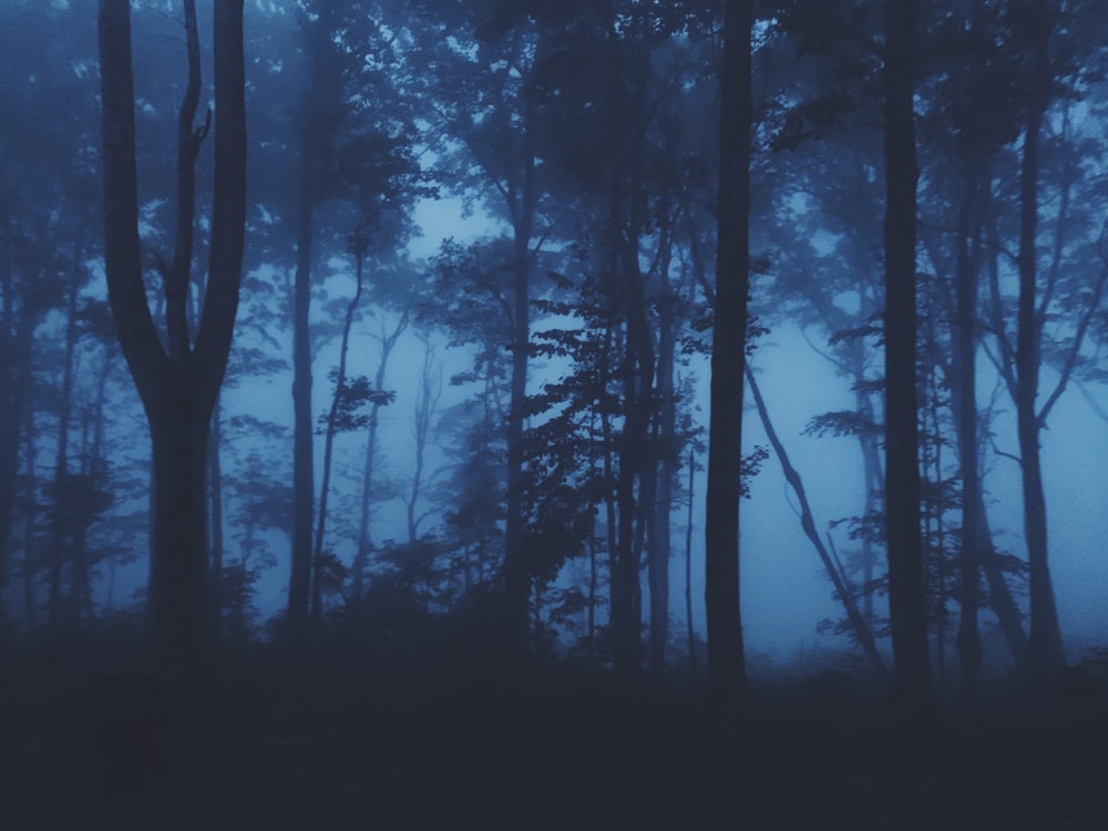 silhouette of trees during daytime