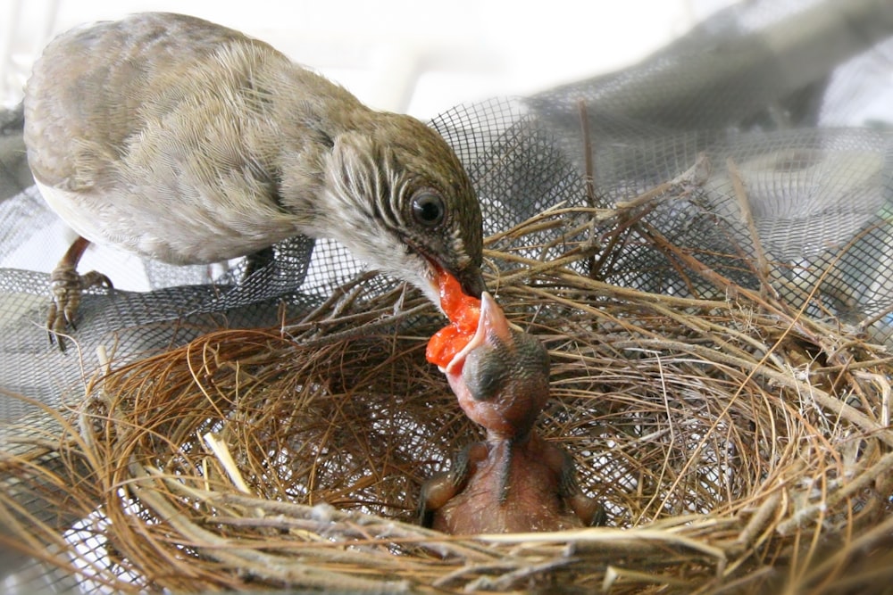 brown bird on brown nest