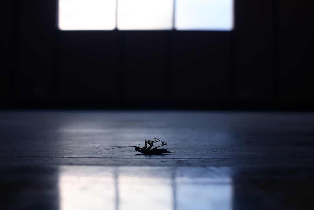 black spider on grey wooden floor