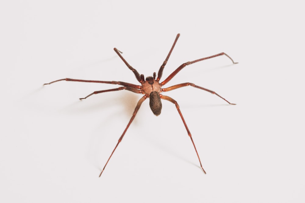 brown spider on white surface