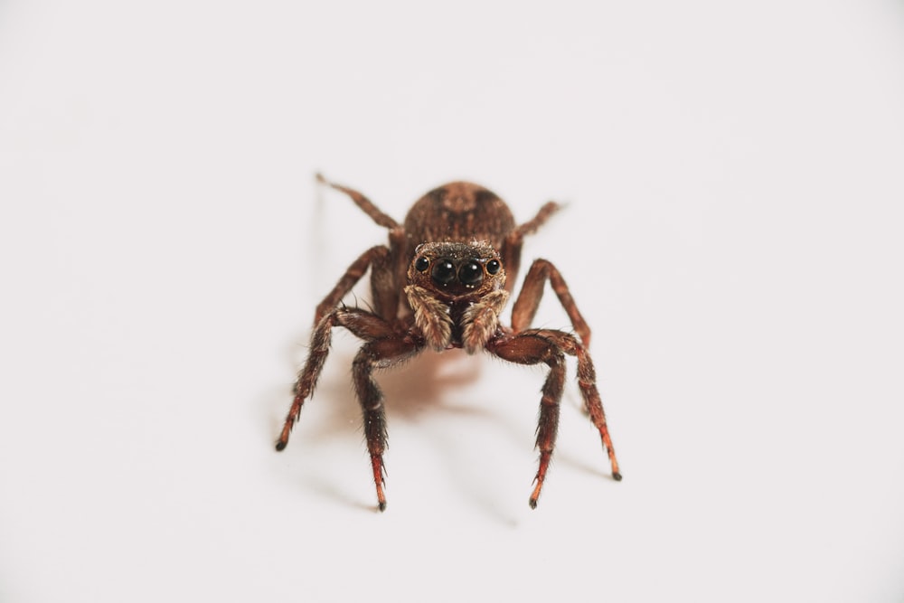 black spider on white surface