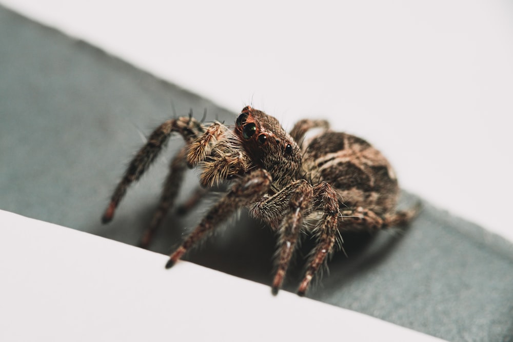 brown and black spider on white surface