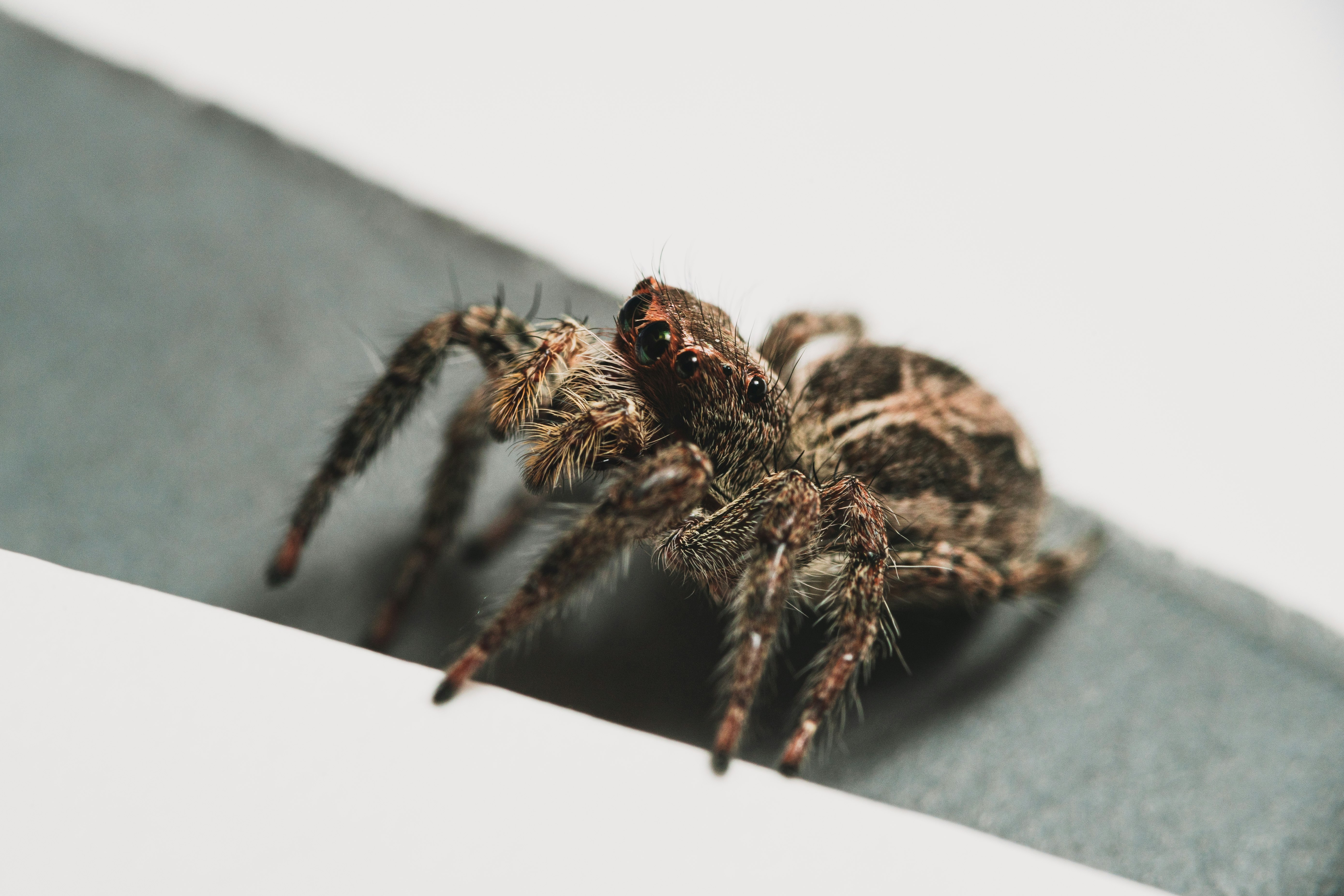 brown and black spider on white surface