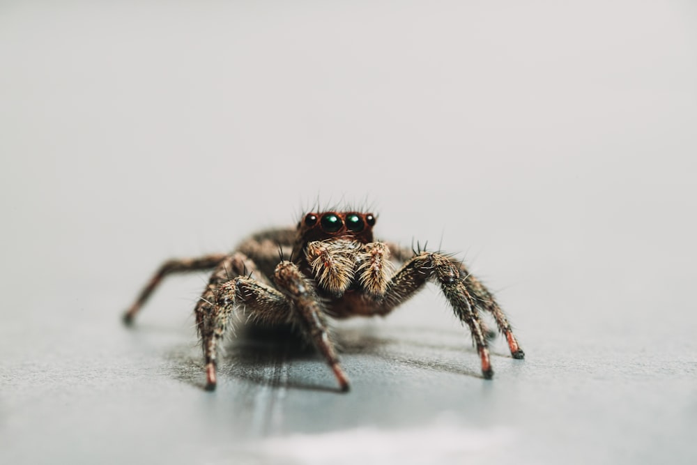 araña saltarina marrón sobre superficie blanca