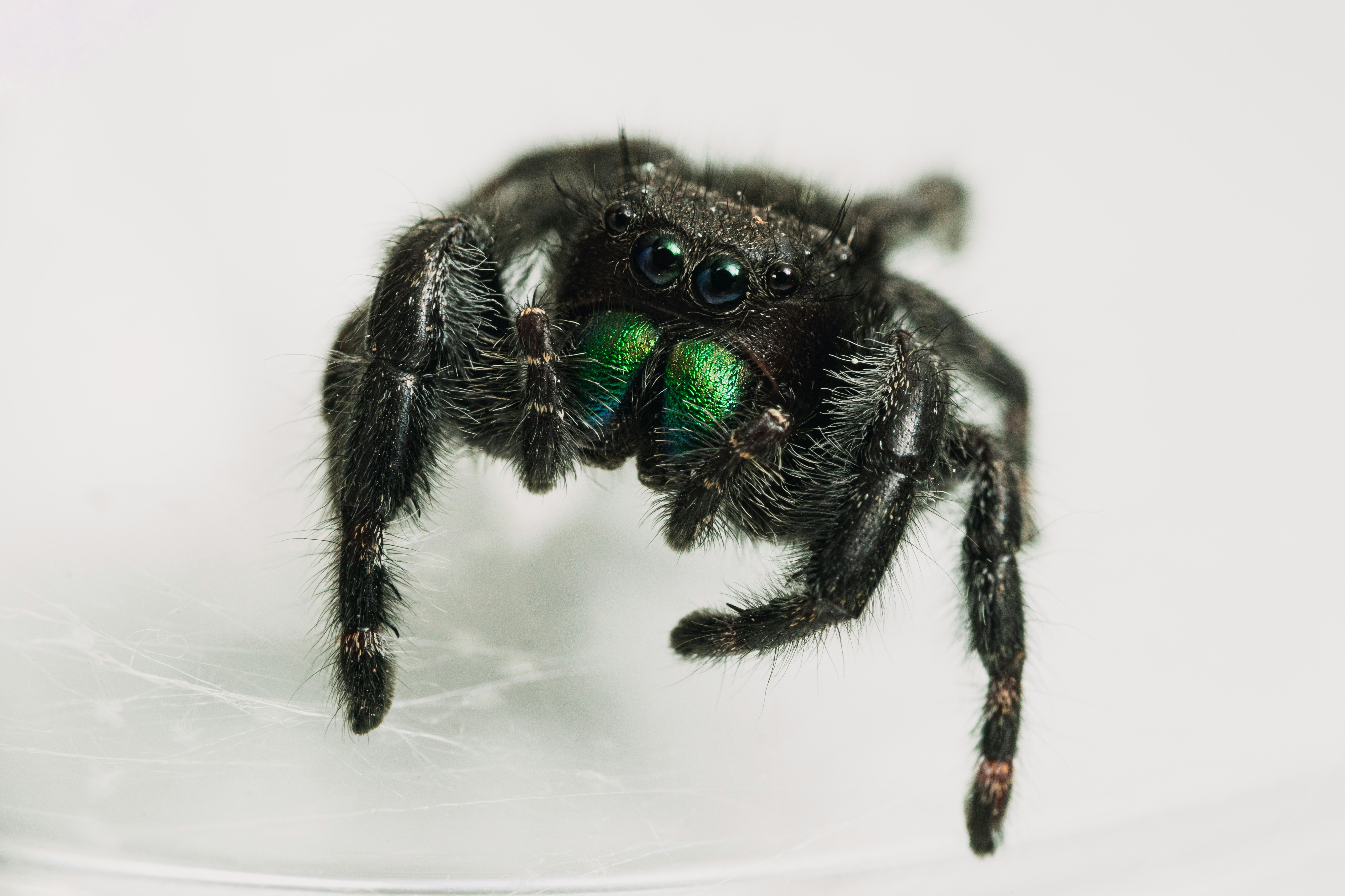 Black jumping spider in close up photography photo Free Iridescent