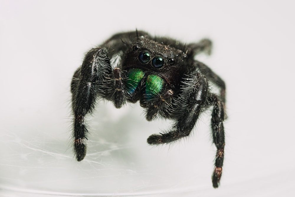 black jumping spider in close up photography