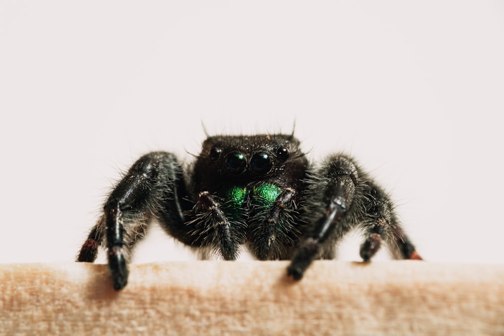 Schwarze Springspinne an weißer Wand