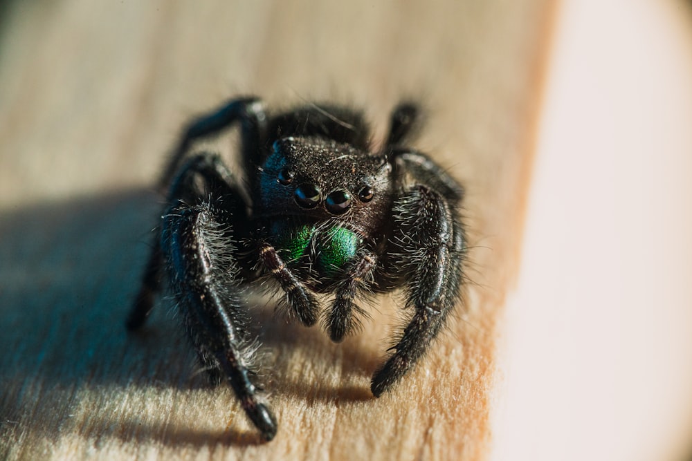black and blue spider on brown wooden surface