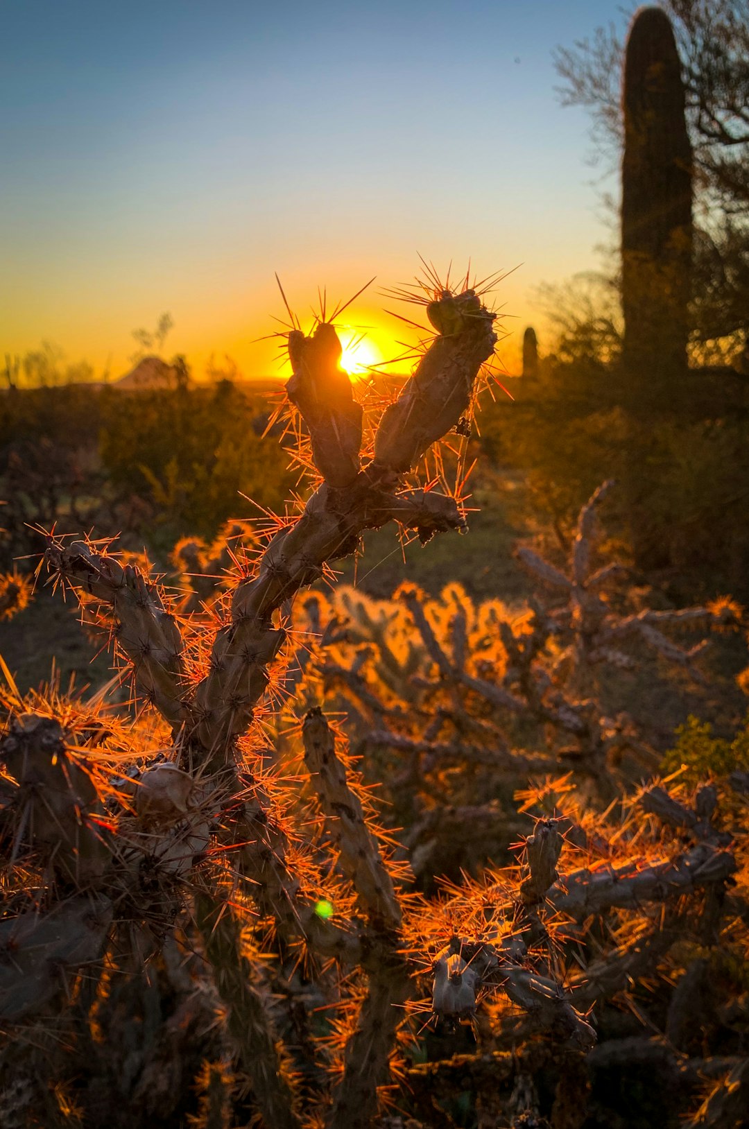 travelers stories about Wildlife in White Stallion Ranch, United States