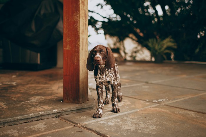 Brown and white Dalmatian near a wooden fence