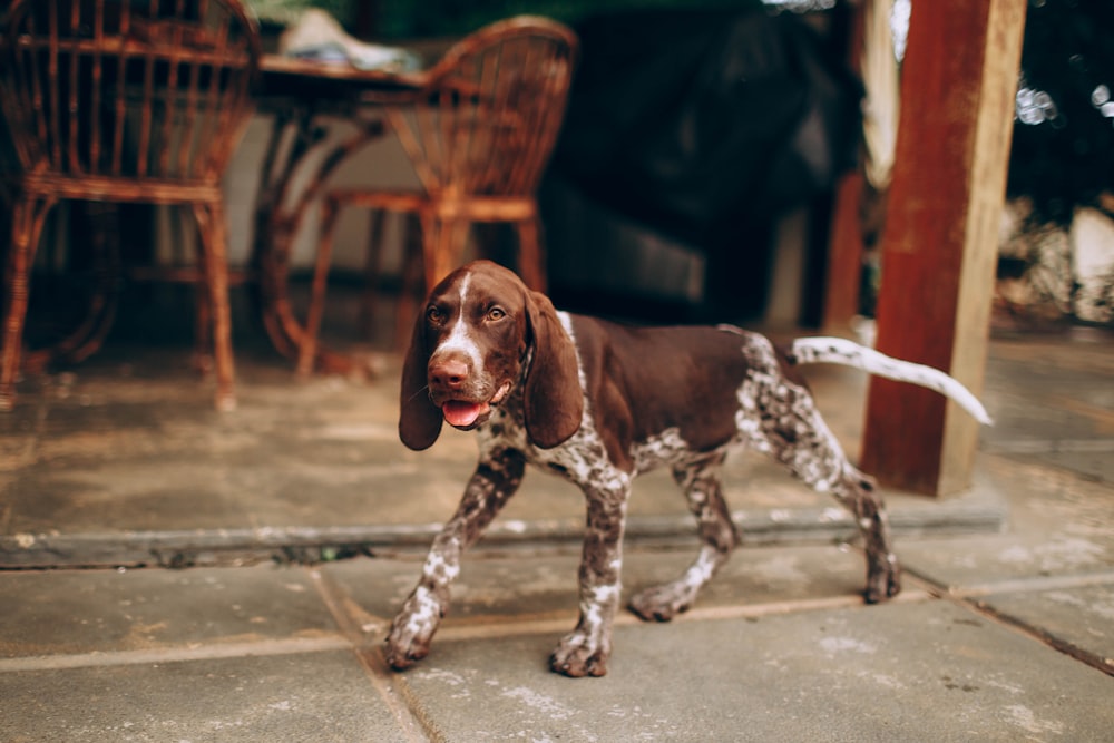 brown and white short coated dog on gray concrete floor