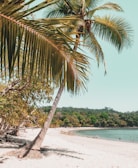 green palm tree on white sand beach during daytime