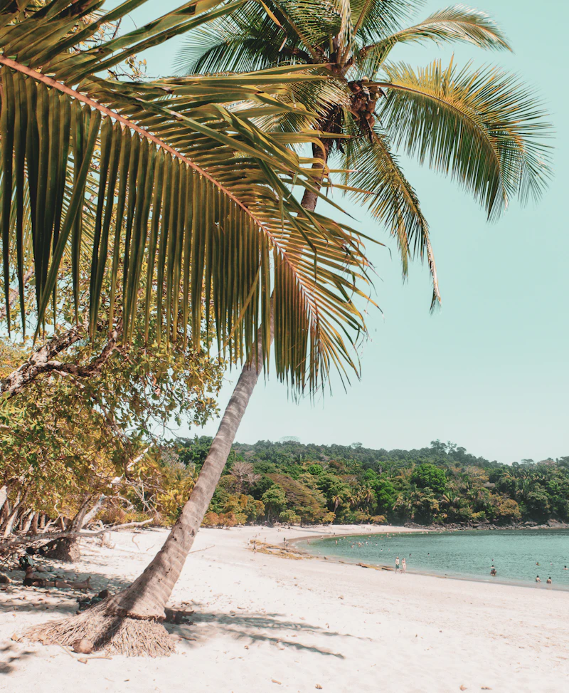 Palm tree on a white sand beach in Guanacaste