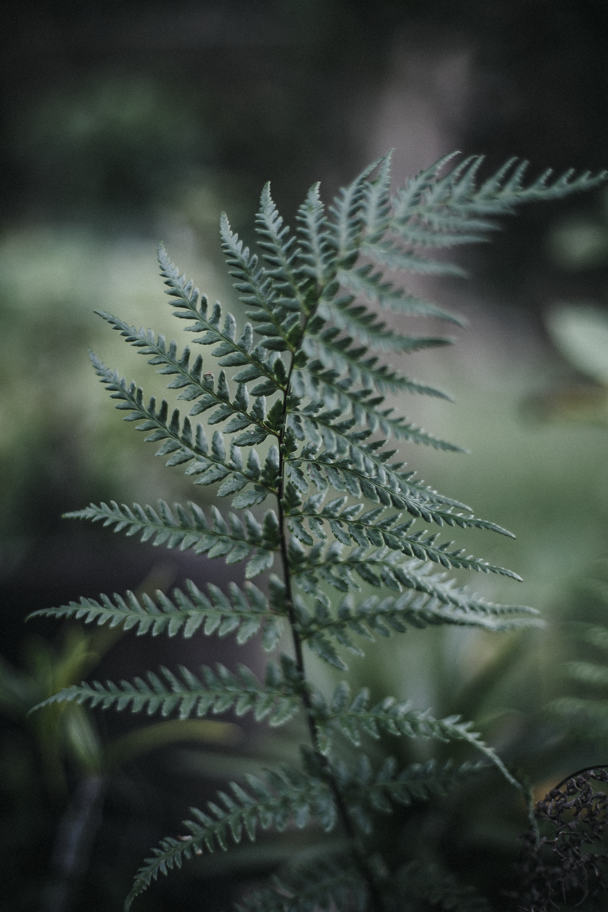 Photo by anethcharles