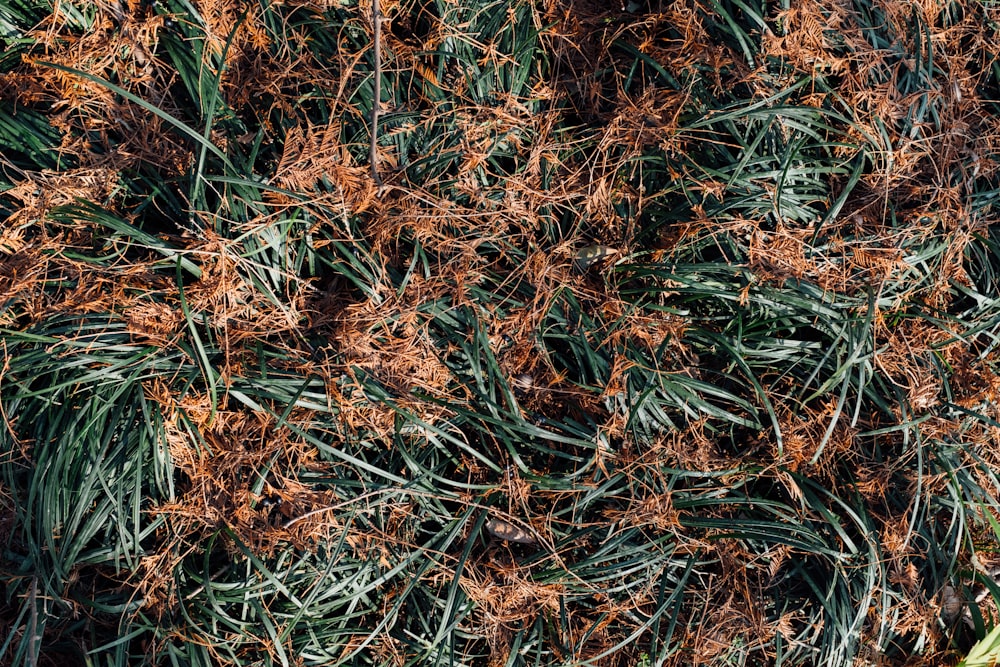 brown dried grass on ground