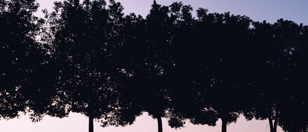 silhouette of trees during night time