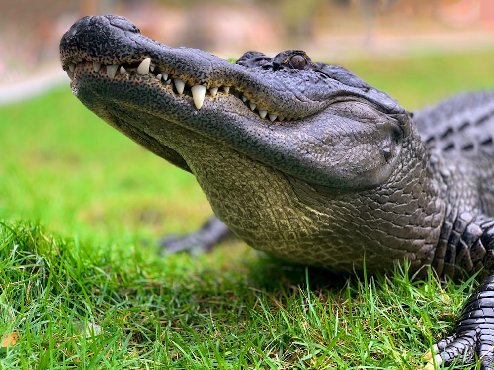 crocodile sur l’herbe verte pendant la journée