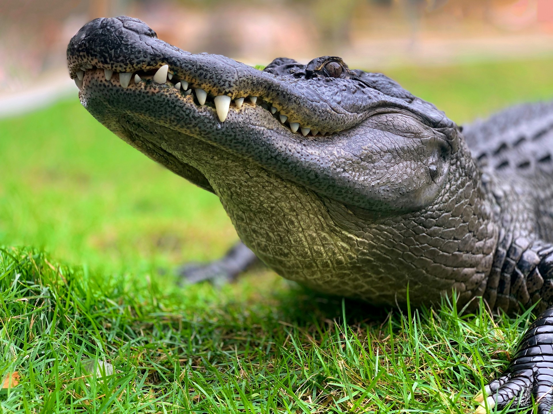crocodile on green grass during daytime