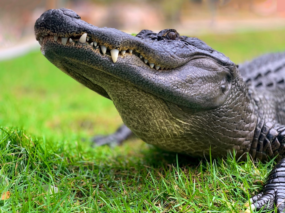 crocodile on green grass during daytime