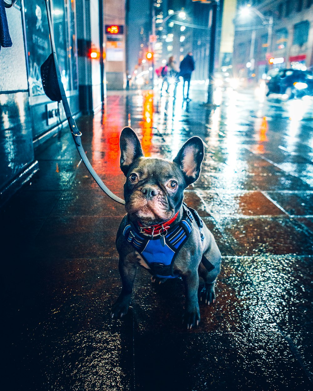 black pug with leash on road during night time