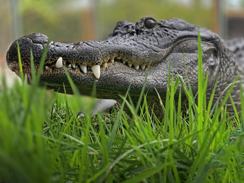 black crocodile on green grass during daytime