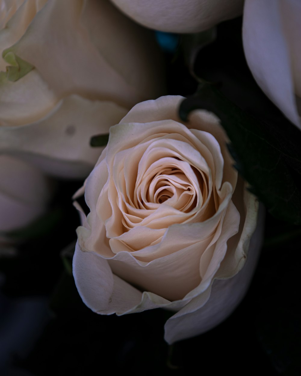 white rose in bloom close up photo