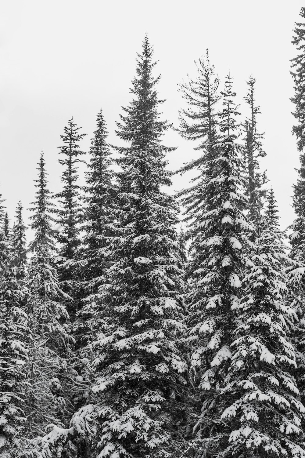 grayscale photo of pine trees