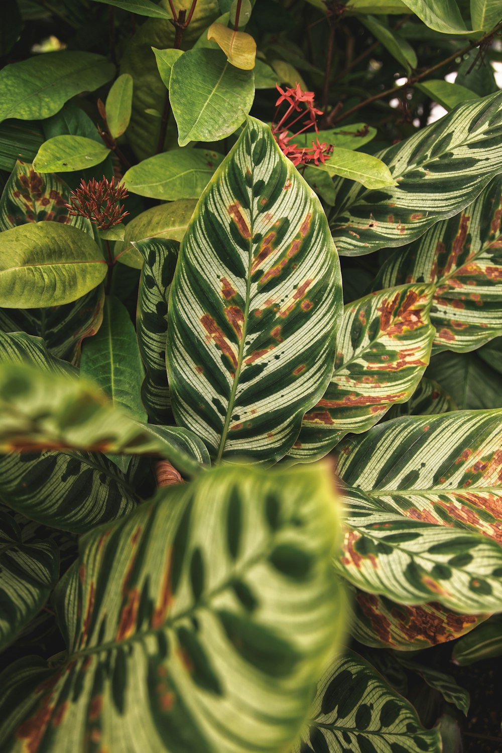 緑と赤の葉の植物