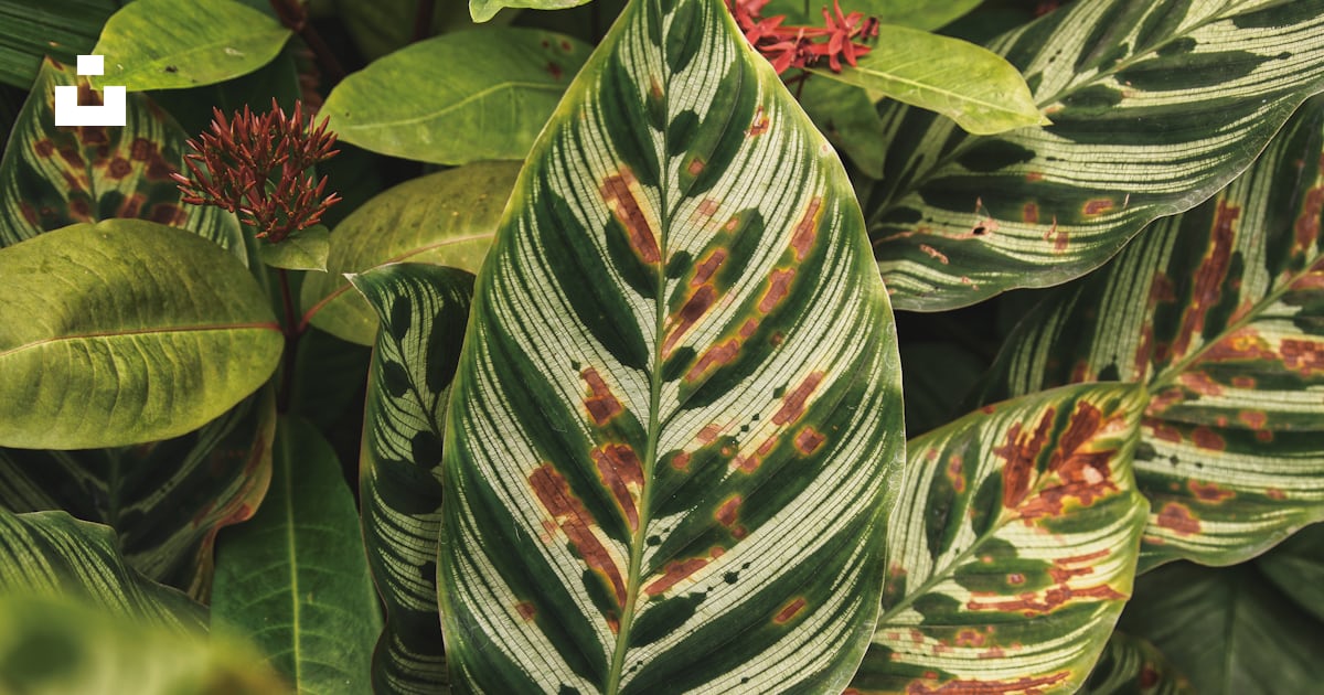 Plante à feuilles vertes et rouges photo – Photo Australie Gratuite sur ...