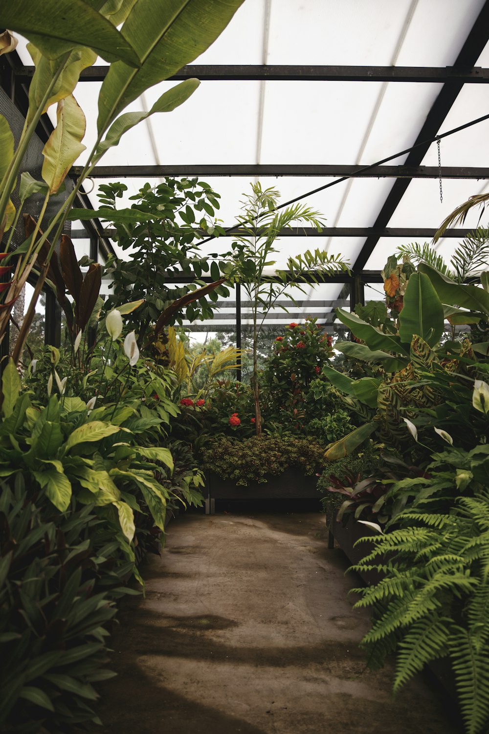 green plants inside greenhouse during daytime