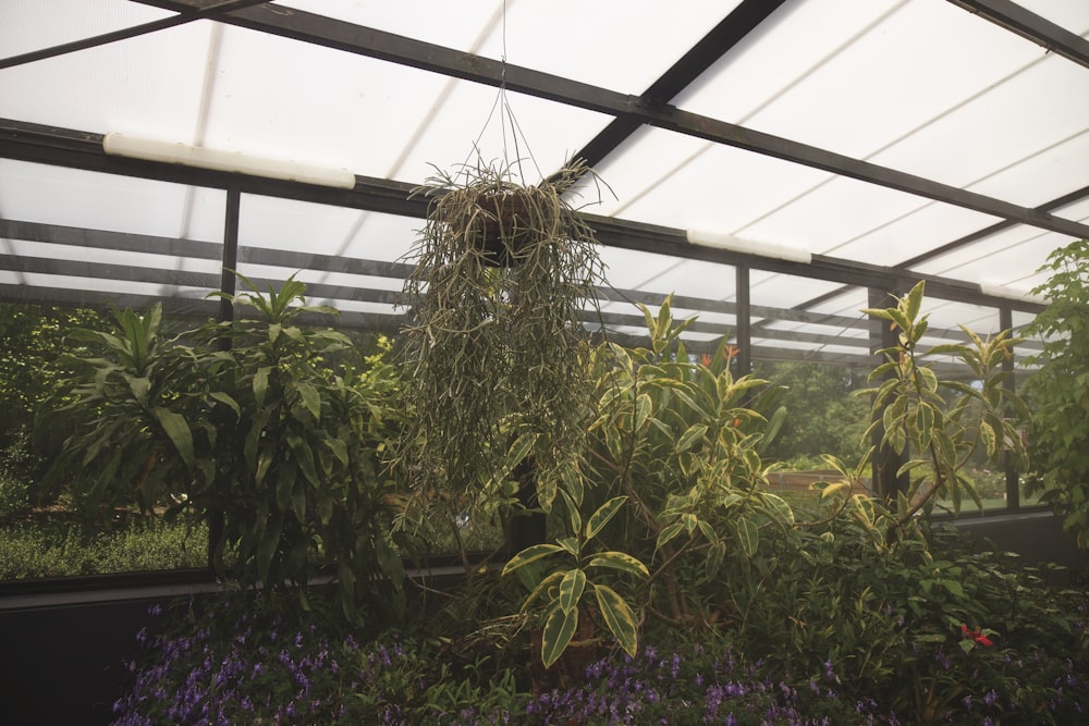 green plants inside greenhouse during daytime