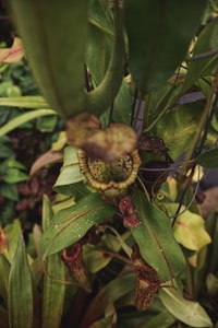 A close-up of a cluster of pitcher plants with tubular leaves and unique, curved structures in a lush green environment. The plants exhibit intricate patterns with shades of green and red, surrounded by vibrant foliage.