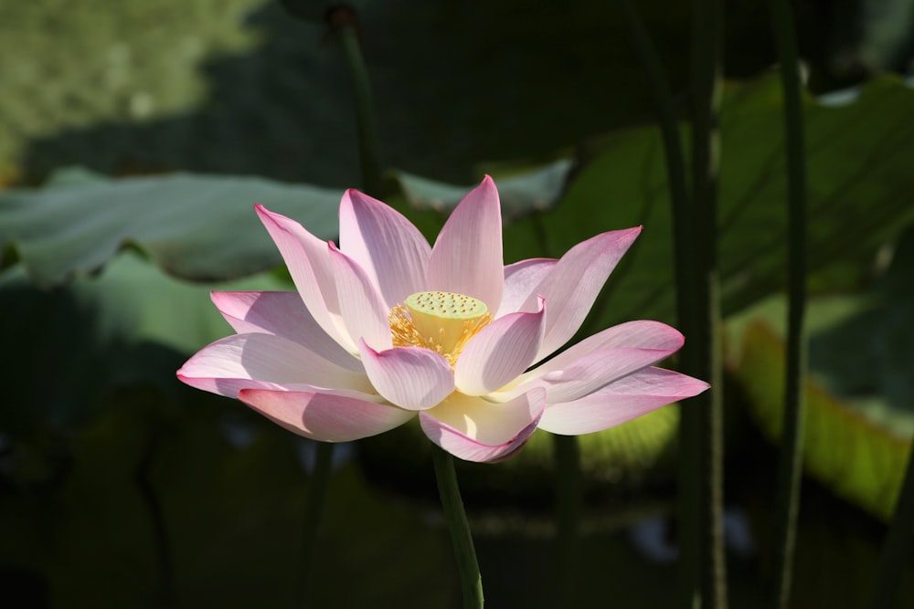 pink lotus flower in bloom during daytime