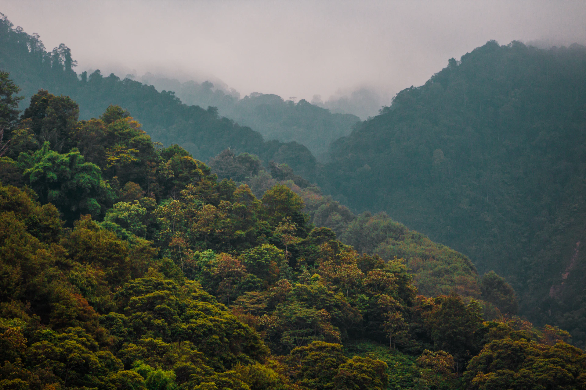 green trees on mountain during daytime
