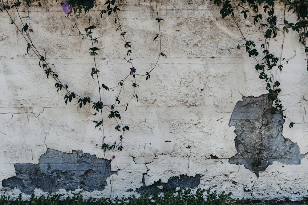 fiori viola su muro di cemento bianco